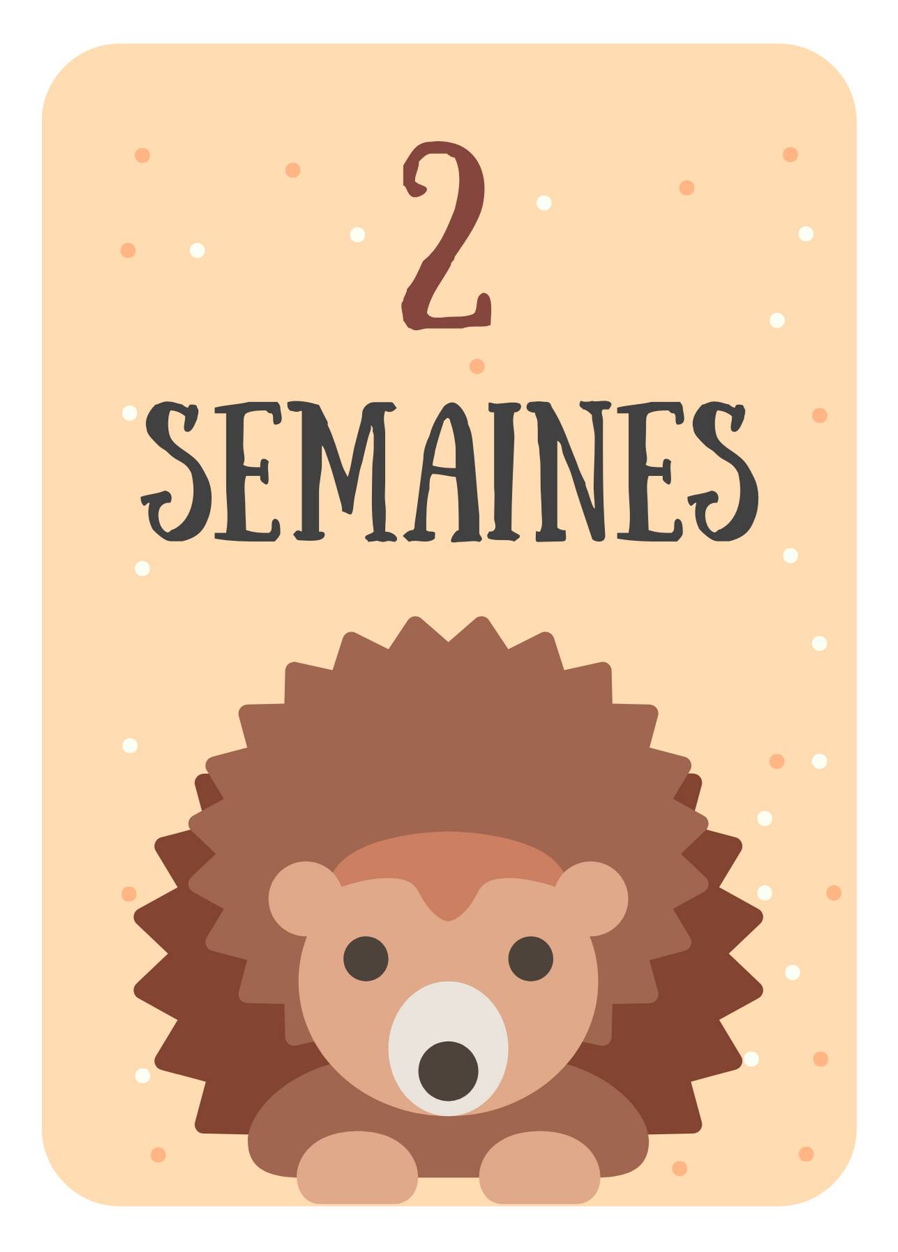 Carte Etape 2 Semaines Herisson Pour Immortaliser Les Premieres Semaines De Bebe